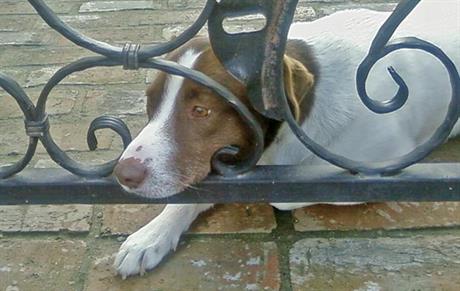 Tumor mliječne žlijezde u kuja